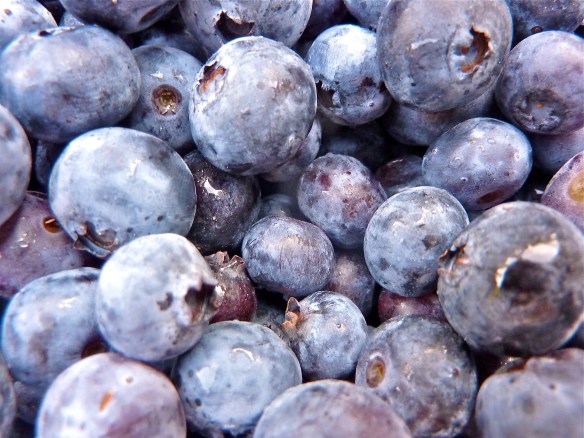 Michigan Blueberries