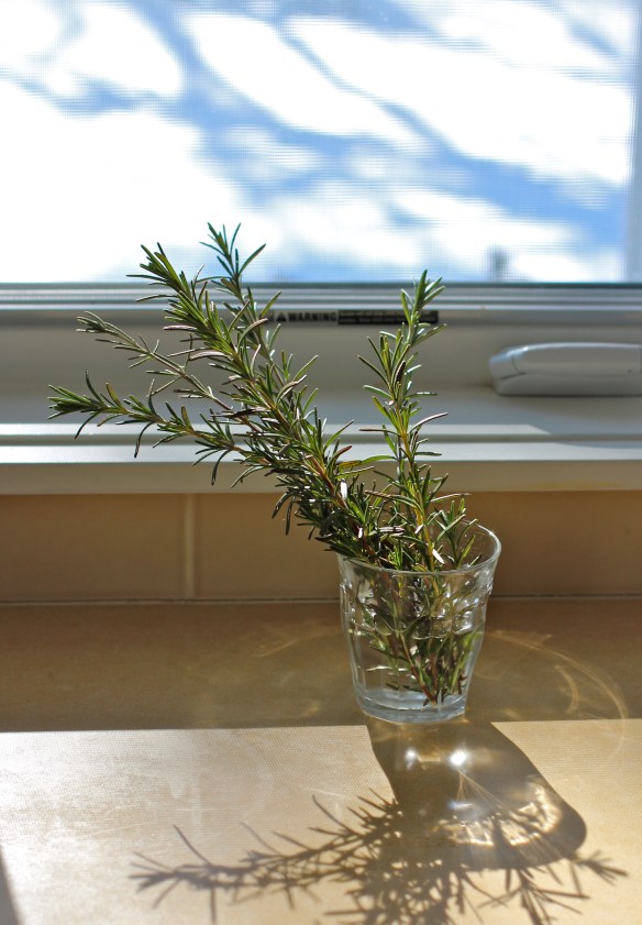 Rosemary Rescued from the Snow