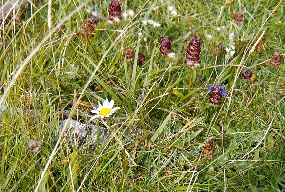 Wildflowers Among The Rocks